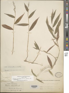 Image of Lasiacis ruscifolia