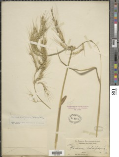 Image of Echinochloa holciformis