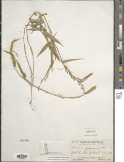 Image of Acroceras zizanioides