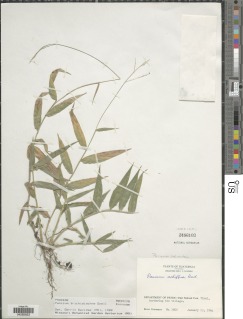 Image of Panicum trichidiachne