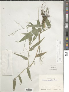 Panicum trichidiachne image