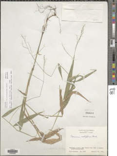 Panicum trichidiachne image