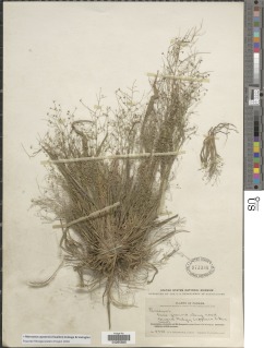 Image of Panicum cayoense
