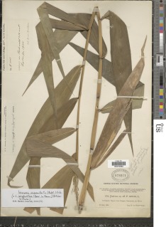 Lasiacis maculata image