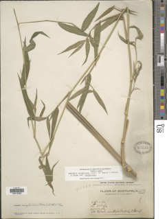 Lasiacis maculata image