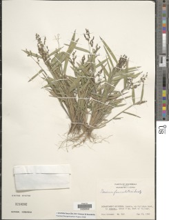Brachiaria fasciculata image