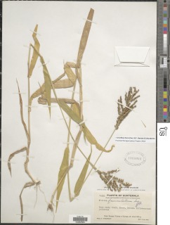 Brachiaria fasciculata image