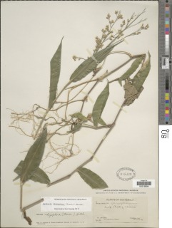 Lasiacis rhizophora image