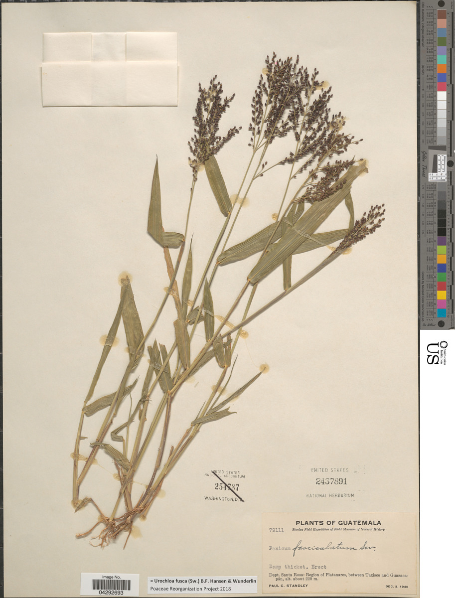 Poaceae image