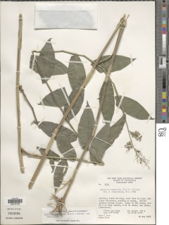 Lasiacis ruscifolia image