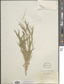 Brachiaria plantaginea image