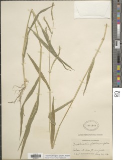 Brachiaria plantaginea image