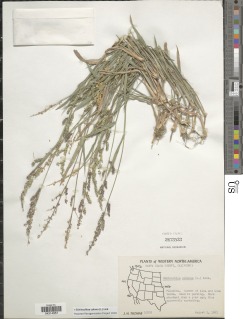 Image of Echinochloa colona