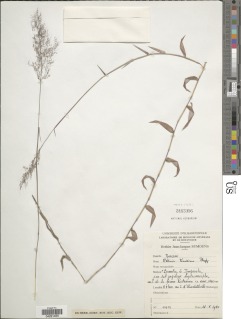 Melinis minutiflora image