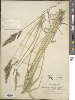 Echinochloa crus-galli image
