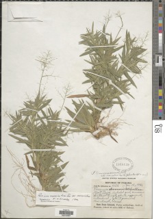 Image of Dichanthelium acuminatum