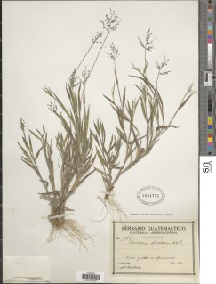 Dichanthelium acuminatum var. acuminatum image