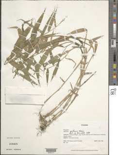Panicum sellowii image