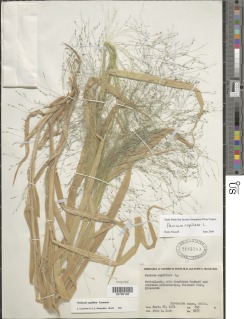 Panicum capillare image