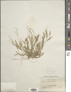 Image of Panicum hirticaule