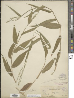Panicum sellowii image