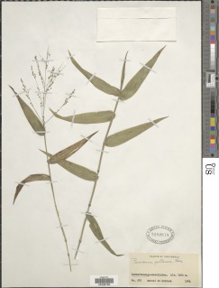 Image of Panicum sellowii