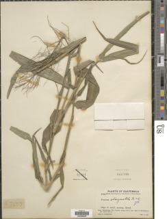 Image of Panicum stagnatile