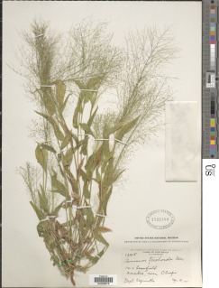Image of Panicum trichoides