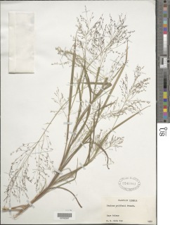 Panicum griffonii image