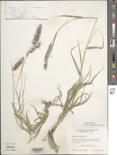 Image of Pennisetum ciliare