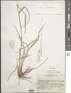 Panicum coloratum image