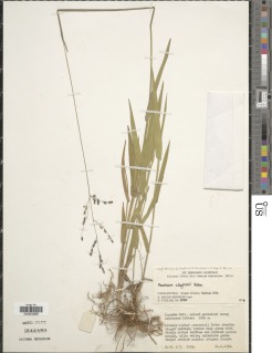 Image of Panicum claytonii