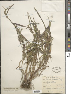 Panicum chionachne image
