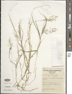 Image of Panicum coloratum