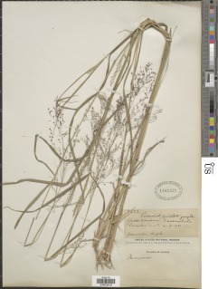 Panicum fluviicola image