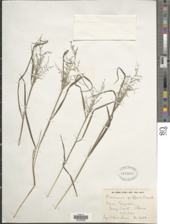 Panicum griffonii image