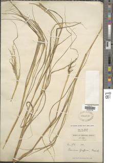 Image of Panicum griffonii