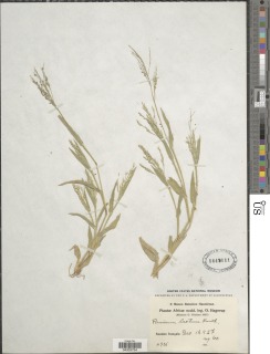 Panicum laetum image