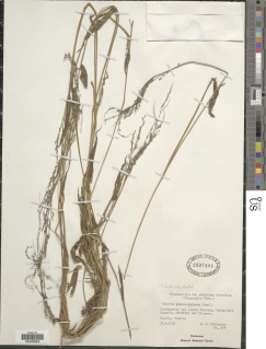 Panicum monticola image