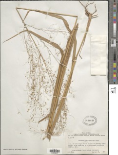 Panicum phragmitoides image