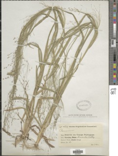 Panicum pansum image