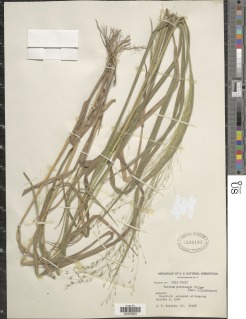 Image of Panicum pansum