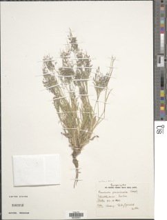 Image of Panicum paucinode