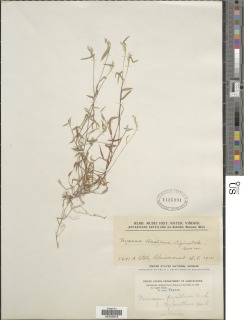 Image of Panicum pusillum