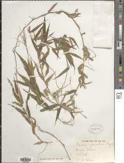 Image of Panicum pleianthum