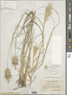 Cenchrus longisetus image