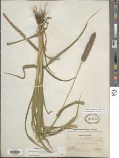 Cenchrus americanus image