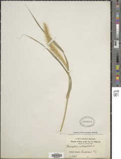 Cenchrus ciliaris image