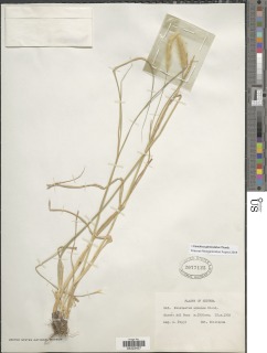 Cenchrus geniculatus image