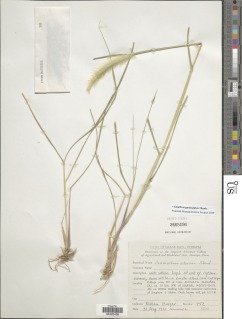 Cenchrus geniculatus image